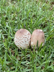Chlorophyllum rhacodes
