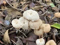 Marasmius