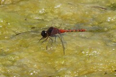Diplacodes melanopsis