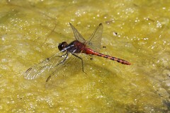 Diplacodes melanopsis