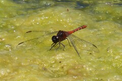 Diplacodes melanopsis