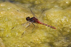 Diplacodes melanopsis