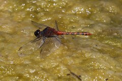 Diplacodes melanopsis