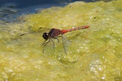 Diplacodes melanopsis
