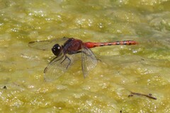 Diplacodes melanopsis