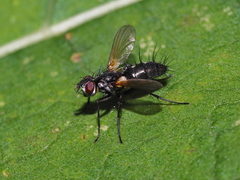 Phyllomya volvulus