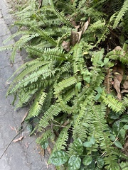 Nephrolepis cordifolia