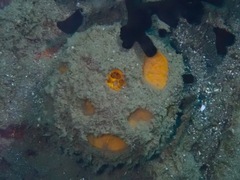 Cinachyra