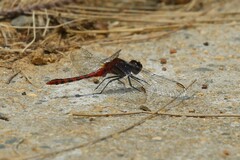 Diplacodes melanopsis