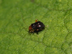 Halticus luteicollis