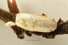Microgastrinae