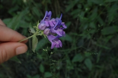 Penstemon serrulatus