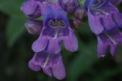 Penstemon serrulatus