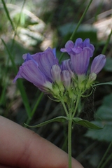 Penstemon serrulatus
