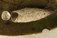 Microgastrinae