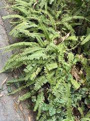 Nephrolepis cordifolia