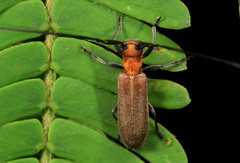 Eunidia fulvida