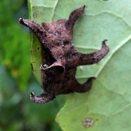 Hag Moth photo 5