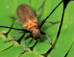Eunidia fulvida