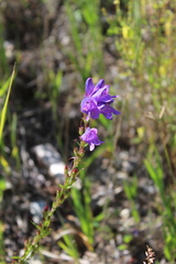 Penstemon strictus