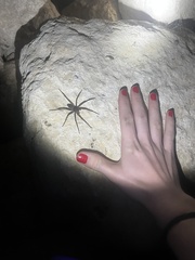 Dolomedes