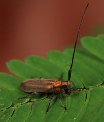 Eunidia fulvida
