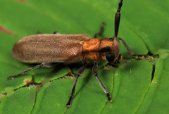 Eunidia fulvida