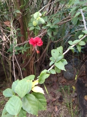 Hibiscus rosa-sinensis