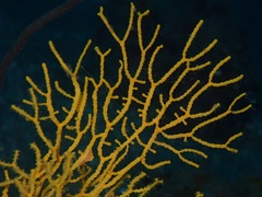 Melithaea