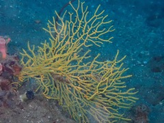 Melithaea