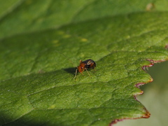 Halticus luteicollis