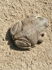 Sclerophrys mauritanica