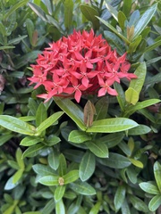 Ixora