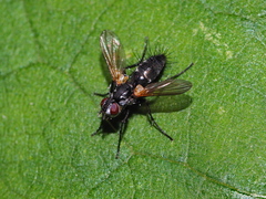 Phyllomya volvulus