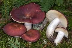 Russula badia