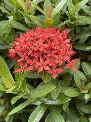 Ixora