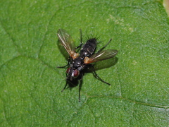 Phyllomya volvulus