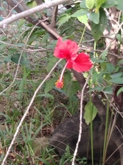 Hibiscus rosa-sinensis