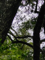 Accipiter trivirgatus