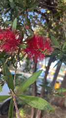 Melaleuca citrina