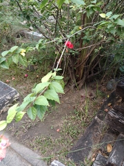 Hibiscus rosa-sinensis