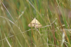 Anachloris subochraria
