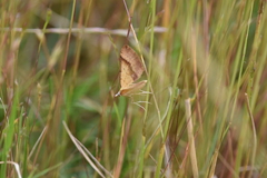 Anachloris subochraria