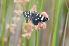 Phalaenoides tristifica