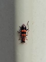 Lemidia bella