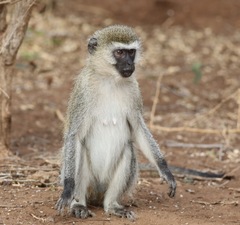 Chlorocebus pygerythrus hilgerti