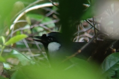 Pterorhinus chinensis