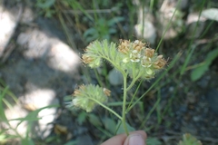 Phacelia heterophylla