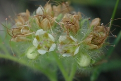 Phacelia heterophylla