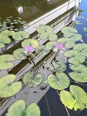 Nymphaea